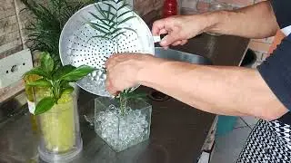 COMO CULTIVAR PLANTAS EM BOLINHAS DE ACR&Iacute;LICO