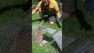 How to deter ground hogs from entering your garden . A simple discussion will do!