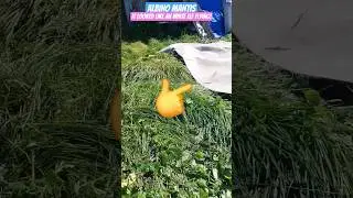 ALBINO MANTIS 🤯🤯🤯 that was cool (like a white elf flying)