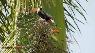 Rare Footage of Toucans Nesting in Palm Trees  Stunning Bird Behavior Caught on Camera!
