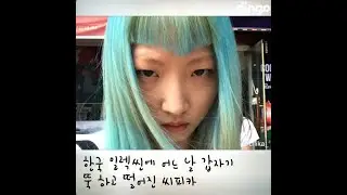 [딩고하이] 씨피카(CIFIKA)