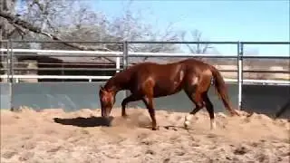 Xtra Voodoo Too- 2016 Sorrel Stallion