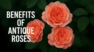 Antique Rose Talk! | Clip from The Garden Party Ep. 224