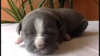 SOLD--Primo Amore Amstaff  Puppies for Sale