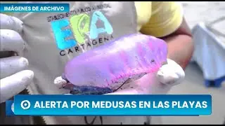 Alerta en las playas de Cartagena por la presencia de medusas