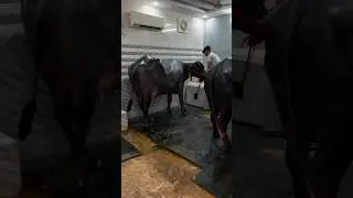 भैंस के लिए AC Room 💸😎🙏 desi || #ytshorts #money