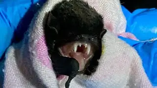Releasing a microbat after time in care:  this is a reluctant Lucent