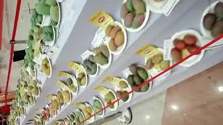 432 varieties of mangoes || mango exhibition