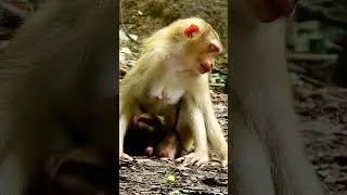 #sovanamonkey #newbornbaby #animals #monkeysabe #babyanimal #cute #babymonkey #babyprimate
