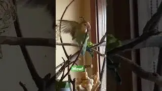 Kiko and Tobi WOW AGAPORNIS #birds #vogel #lovebirds #parrot #lovesigns #passaros #birdslover #uau