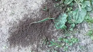 Ant colony expansion