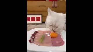 Home with a silly cat how greedy is the cat cute pet debut plan what bad thoughts can a little kitte