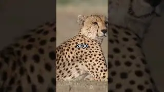 Cheetahs vs. Greyhounds: The Ultimate Speed Showdown