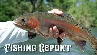 The Lower Sac is fishing GREAT!