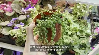 Hanging Succulent Plants for Your Home
