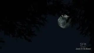 FOREST AT NIGHT - Wind in Trees - Relax Study Sleep De-Stress 🎧 100% RELAX Ambient Sounds