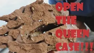 Open termite Queen case !!!