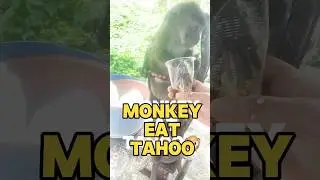 MONKEY EAT TAHOO #shorts #shortsvideo #monkey