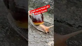 Snail-on-a-tour-of-Ellora Caves 😉#snail #travel #evolution #life #inspiration #mollusks #subscribe