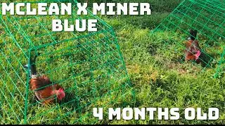 McLean x Miner blue 4 months old stag