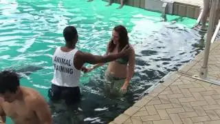 Dolphin Kiss