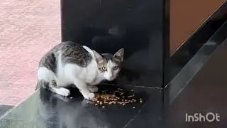 ഇവരെകാണുമ്പോഴുള്ള മന:സ്സുഖം # animal love# catlovers## pets