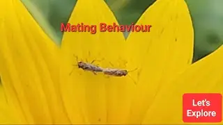 Mating Behaviour In Bug | Insect Behaviour