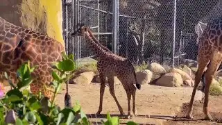 Santa Barbara Zoo welcomes its newest giraffe calf