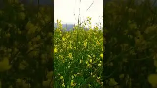 Matta Swat kpk