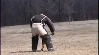 working boxers in ringsport