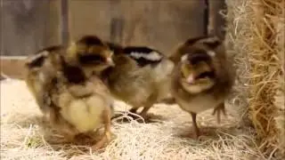 Welsummer Chicks
