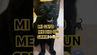Minimiii el Grrrr #viral #gatos #tending #viralvideos #animals #michis #humor #shorts #shorts #cat