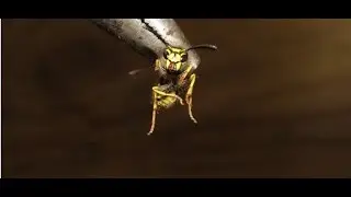 Disinfecting the Murder Hornets  |  Dead Perspective