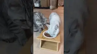Funny Animals Tik Tok Compilation 2021😂COUB TIKTOK mashup 2021