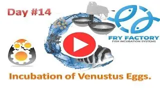 Fish Hatching Fry Factory hatching venustus eggs Day 14 Fish Incubation Systems