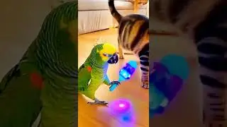 Let's mess with the sleeping cat😂‼️ #bird #talkingparot #birds #parrot #funny