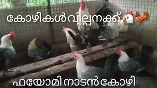 Fayomi native chicken chicks for sale