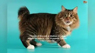 Types of Cats Around the World | Part 2 | American Bobtail