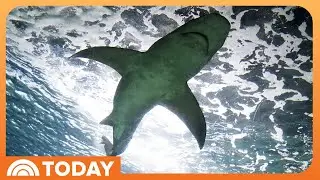Click Bait: Netflix Tests the Waters With More Shark Content