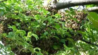 Bee Swarm on a Branch at Tanglewood Preserve