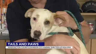 Tails and Paws for Friday, August 29, 2025