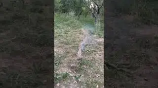 💥 Whistling Firework Rocket &ndash; &Ccedil;ıtalı F&uuml;ze | Loud Whistle & Sky Explosion | Shorts