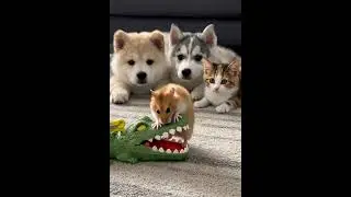 Dog, Cat, and Hamster vs. the Crocodile Tooth Toy #pets #funny #animals #cute #cat