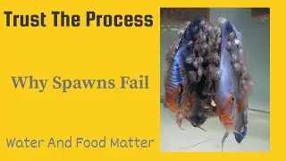 “Why Discus Eat Their Fry: The Truth About Small Spawns”