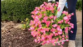 Best Outdoor Artificial Faux Flowers? UV Resistant Pink Morning Glory Review | Fake Indoor Outdoor