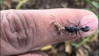 2 minutes satisfying video of Big Bullet Ants nest Indian ants