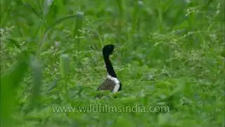 Dance of courtship: Lesser Florican