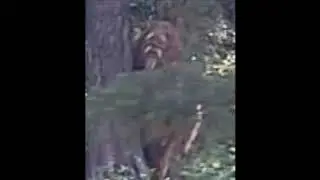 The Clearest Images of Bigfoot Ever Captured