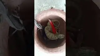 Real Blood Ritual in African Voodoo