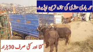 Live! Mandi Ahmadabad update today -or katto Mall